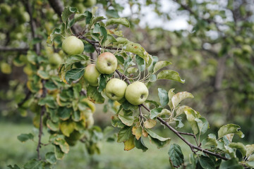 Green Apples on Branch: Orchard Fruit, Autumn Harvest, Apple Tree Photography