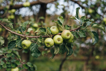 Juicy Green Apples on the Branch: A Close-Up View of Apple Orchard