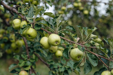Juicy Green Apples on Branch: Lush Orchard Photography