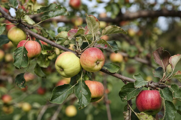 Vibrant Autumn Apples on Branch: Orchard Harvest, Close-Up Photography of Ripe Fruit,  Apple Tree Branches,  Fall Season Produce