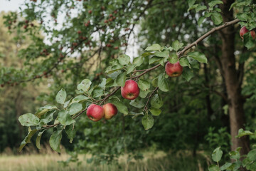 Vibrant Plum Tree Branch: Ripe Fruit in Lush Greenery