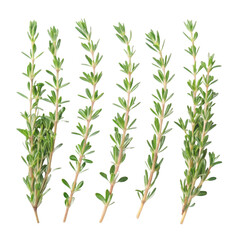 Fototapeta premium Green herb sprigs isolated on transparent background