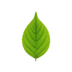 Obraz premium Leaves With Transparent PNG background