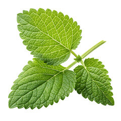 Fresh Green Mint Leaves Sprig Isolated on Black on transparent background