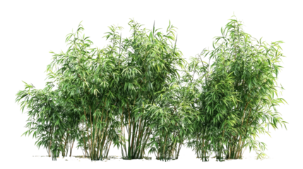 Bamboo Plants Clumping of Bamboo Trees and Leaves Isolated