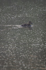 Fototapeta premium A mallard duckling swims on a polluted pond surface. 