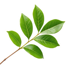 Fototapeta premium Green leaf branch isolated on transparent background