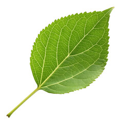 Green leaf isolated on transparent background