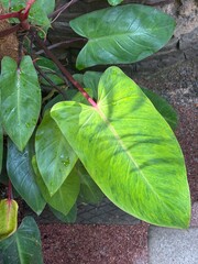 green leaf texture, macro leaves of the philodendron painted lady