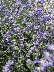 lavender flowers in the garden