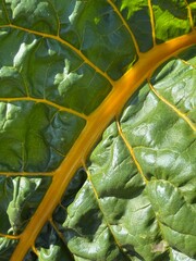 chard leaf macro, beet leaf texture