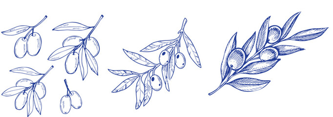 Vector set of hair care ingredients. Organic hand drawn elements. Farm market vegetables. Olive branch. Use for cosmetic package, shop, store, products, spa salon, wellnes program, skin.