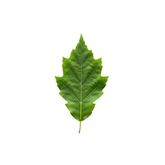 Fototapeta premium Leaves With Transparent PNG background