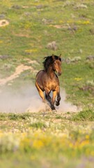Wild Horse Running, Dusty Hillside, Spring