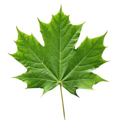 Fototapeta premium Green maple leaf isolated on transparent background