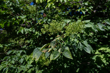 Small green fruits on the Intsia bijuga tree.
