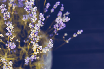 Delicate lavender blooms with a dark background create a soothing visual experience. Close-up shot...