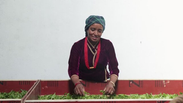 Woman factory worker sorting fresh tea leaves for fermentation. Female staff preparing herbal leaves in a traditional tea production factory. Authentic process of tea making in Nepal&rsquo;s tea industry.