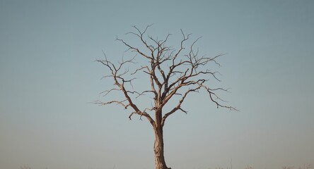 Silhouette of a Dead Tree Against a Muted Blue Sky, Evoking Winter and Loss.
