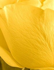 Close-up of a vibrant yellow rose petal