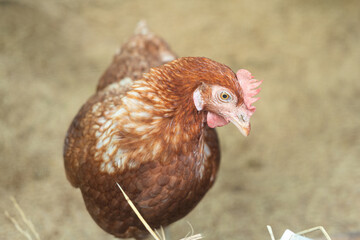 A chicken is living in barnyard, nurture for livestock farming, close-up with selective focus. Animal agriculture industry.