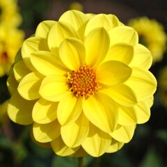 Yellow Dahlia Flower Close-Up Garden Shot