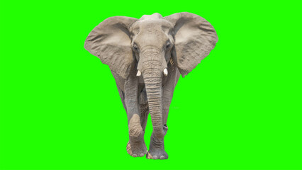 Obraz premium A large gray elephant stands facing forward against a bright green background.