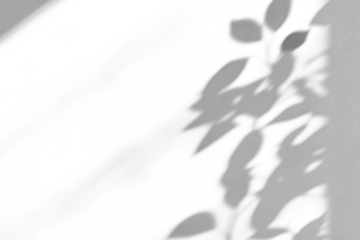 shadow overlay effect of natural tree leaves shadow over on white wall background,realistic summer sunlight abstract shadow overlay,branches and leaves shadow on transparent png background