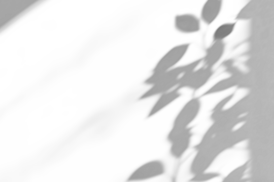 shadow overlay effect of natural tree leaves shadow over on white wall background,realistic summer sunlight abstract shadow overlay,branches and leaves shadow on transparent png background