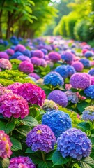 Obraz premium hydrangea garden with vibrant flowers