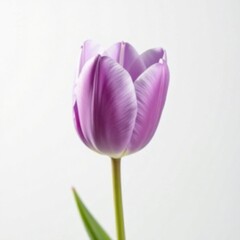 Close-up view of a lilac tulip, showcasing its elegant shape and color against a pure white backdrop, still life, head, photography