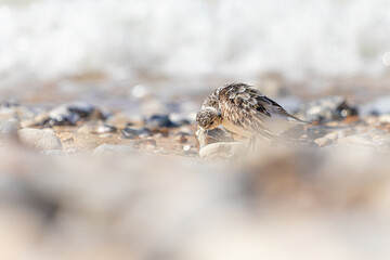 Bécasseau Sanderling