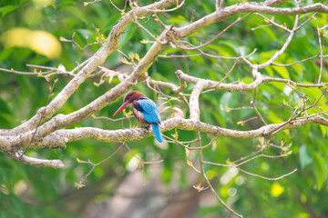 Braunliest, white throated kingfisher in India, Halcyon smyrnensis sitting on a tree branch, tropical bird with blue and brown plumage
