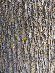 Pine tree bark texture or background