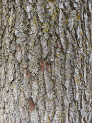 Pine tree bark texture or background