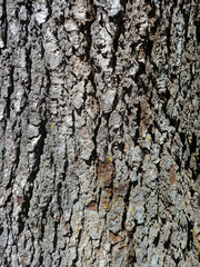 Pine tree bark texture or background