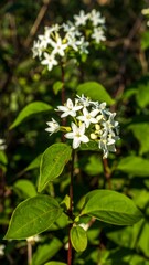 White Flowers in Natural Setting