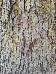 Pine tree bark texture or background