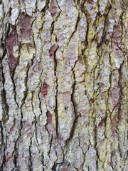 Pine tree bark texture or background