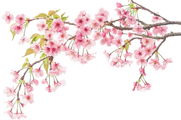 Delicate pink cherry blossom branch isolated on transparent background