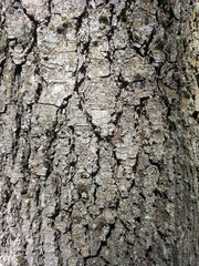 Pine tree bark texture or background