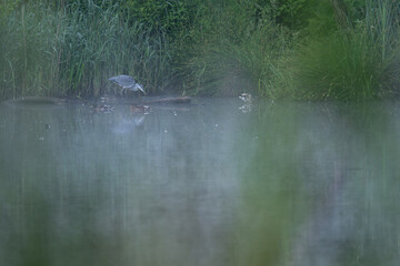 A grey heron standing at the edge of a pond with reeds in the early morning mist.
