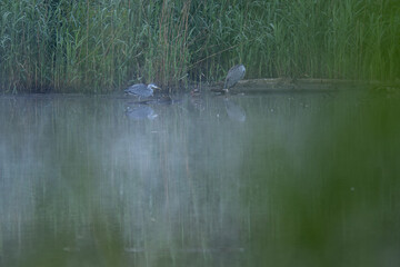A grey heron standing at the edge of a pond with reeds in the early morning mist.
