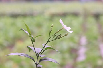 A close up of a white flower with green leaves against a blurred green and white background outdoors