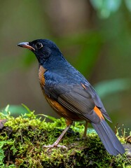 Bird perched on mossy log (1)