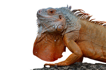 Red iguana sunbathing on wood, Red iguana closeup on isolated background