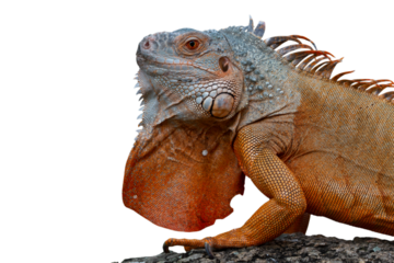Red iguana sunbathing on wood, Red iguana closeup on isolated background