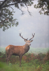 Majestic red deer stag with large antlers standing in a misty autumn forest