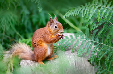 Portrait of a cute red squirrel eating nut on a tree stump