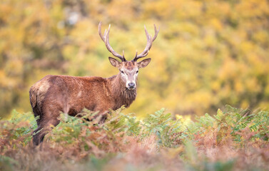 Young red deer stag in autumn meadow